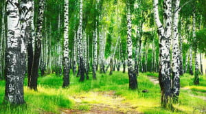 Photo of a green forest